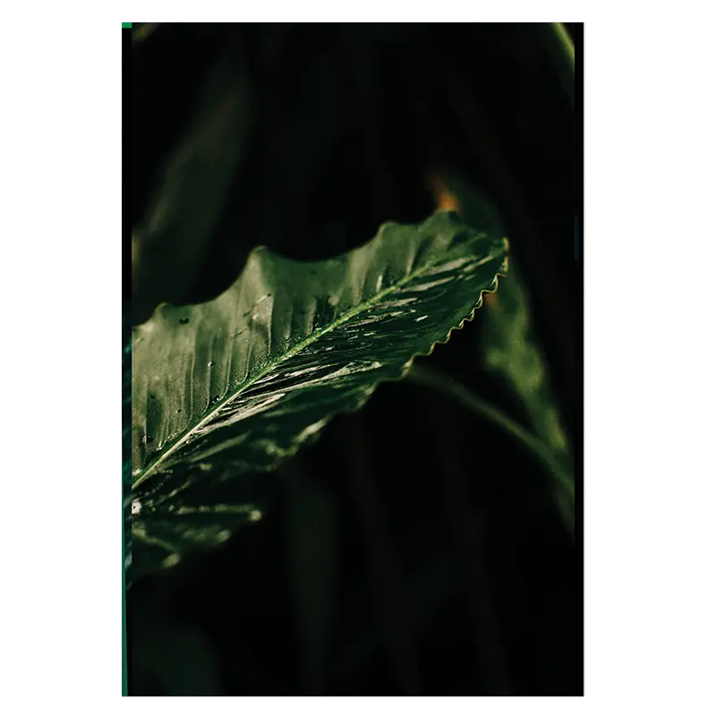 Leaf
